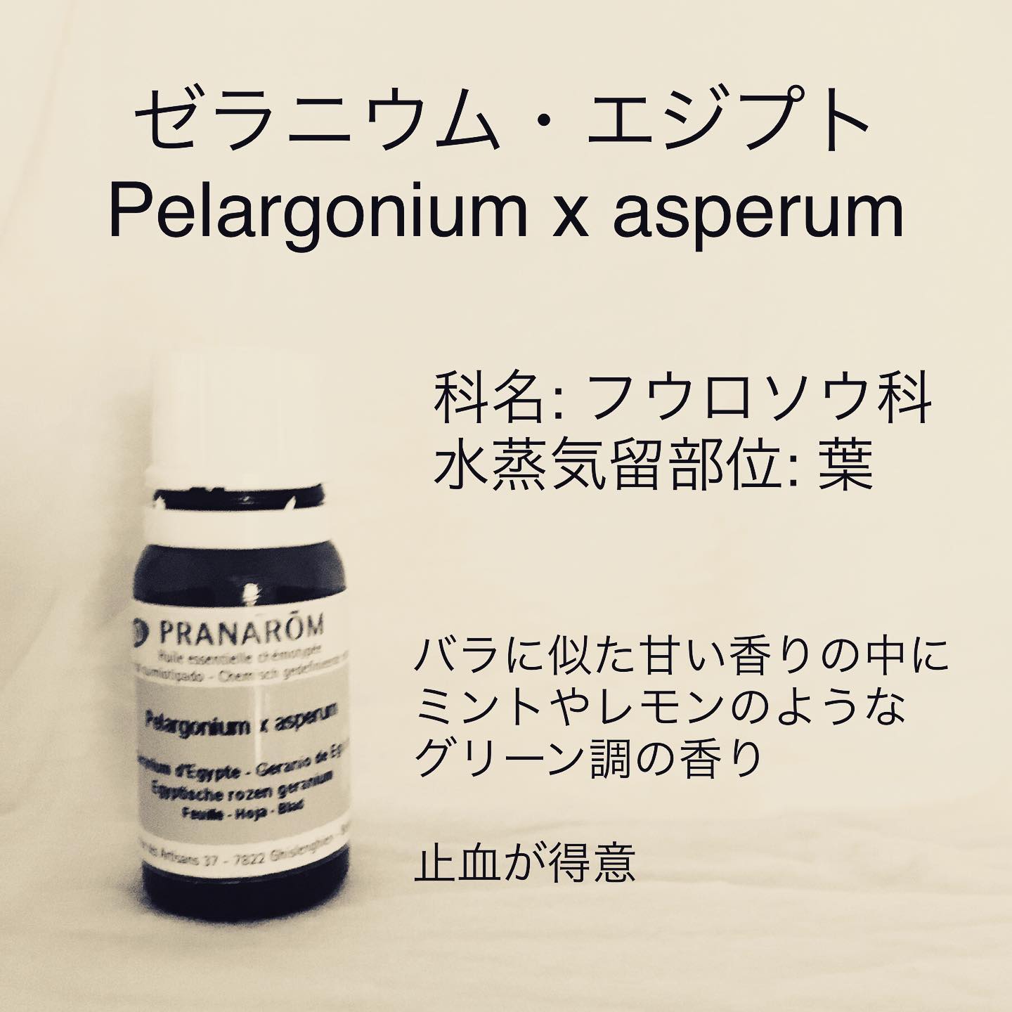 ゼラニウム・エジプト/Pelargonium x asperum/科名: フウロソウ科/水蒸気蒸留部位: 葉