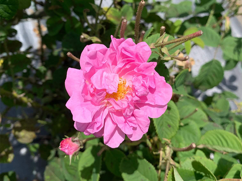 鮮やかなバラの写真（Rose damascena）
