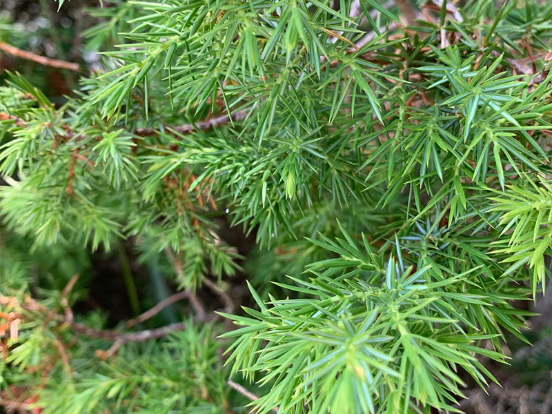 NARD JAPAN 山梨研修センター　ジュニパー　Juniperus communis　科名：ヒノキ科