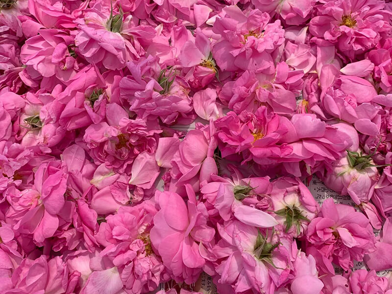 NARD JAPAN山梨農場で収穫したバラの写真（Rose damascena）１日目