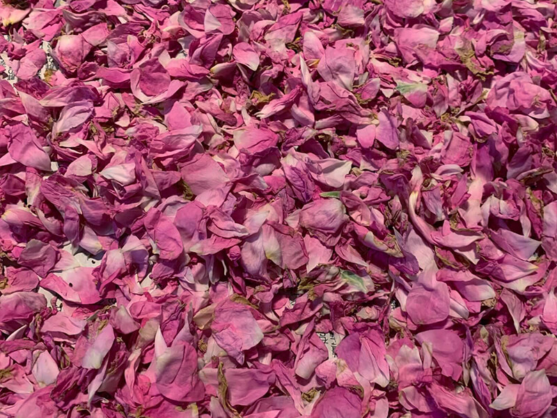 NARD JAPAN山梨農場で収穫したバラの写真（Rose damascena）２日目