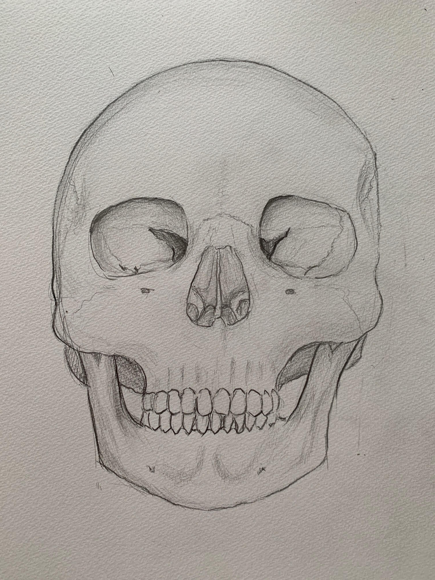 頭蓋のイラスト「頭部の骨格で、合計 23個の骨から構成されています」