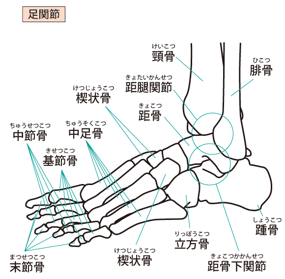 足関節の説明イラストです。脛骨、腓骨の下に距骨があり「距腿関節」とよばれます。距骨の下に踵骨があり「距骨下関節」と呼ばれます。