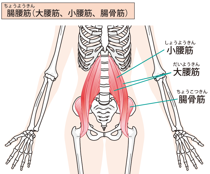腸腰筋（大腰筋、小腰筋、腸骨筋）のイラスト