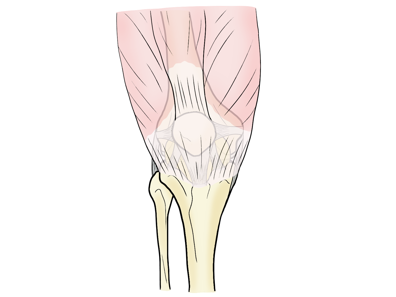 ひざを正面から見たとき、大腿四頭筋が確認できる。大腿四頭筋のイラスト