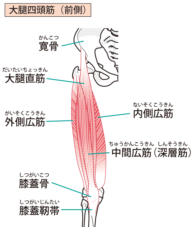 大腿四頭筋群（大腿直筋、外側広筋、内側広筋、中間広筋）の説明イラスト