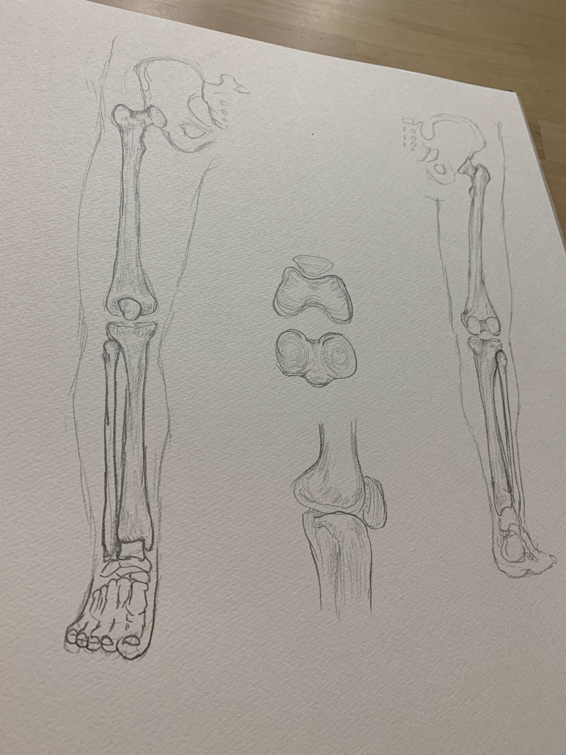 下肢（下半身）のデッサンです。股関節から膝関節、足関節